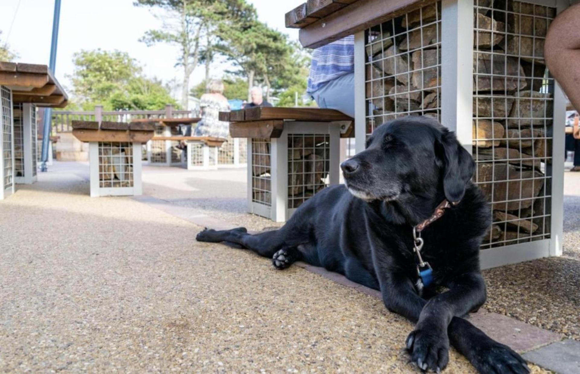 Newquay Bay Resort Sandy Toes - Pet Friendly Bagian luar foto